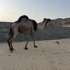 ابل