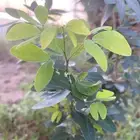 لوز شتلات للبيع