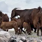 معزا مطورات بالصويدره