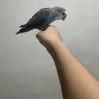زور