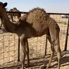 للبيع قعدان قصب