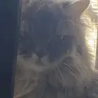 قط ضايع في حي ام سرار