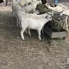 جمعة ربيعة