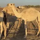 حشو طيبه للبيع