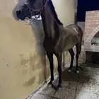 حصان شعبي كفو