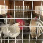 دجاج بلدي 4 وديك