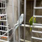 Australia parrot