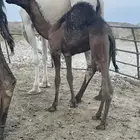 قعود