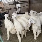 طليان حري