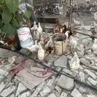 دجاج لوهمان
