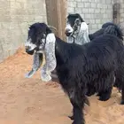 جفرتين جذعات صنف دفيع