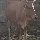بقره لبيع