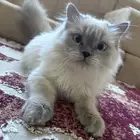 قطط