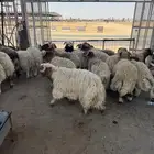 خروف سوري