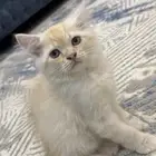 قط ذكر