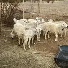 ضان للبيع