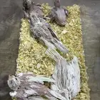فروخ كروان وفروخ بادجي للبيع