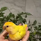 فرخ روز اليف جدااا تم البيع