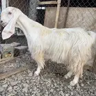 عنز مصريه جرم حصان