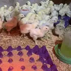 صوص براهما كولمي عمر شهر وعليها