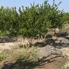 اشجار ليمون بن زهير عمرها خمس سنوات