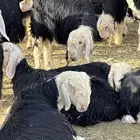 طليان العدد 28