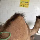 لدينا لحم حاشي لباني مشروط والطعم تحدي طريق الرياض مجعل