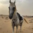 خيل شعبي