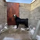 تيس فحل كفو شرط يضرب سنه رباع قالع سديس تقريبا