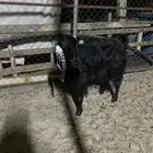 البيع عنز عرضي