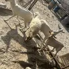 تيوس و و خبشه و رخله
