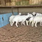 شاه حائل فل شحم