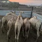 قعدان غرب محايل