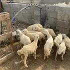 رخيل تربيه فيها اثنين فران