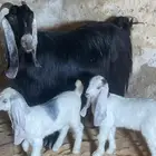 عنز عارضيه. مقنوي. معه تيس وجفره