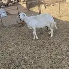 شاه حريه حايل