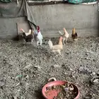 للبيع دجاج بلدي