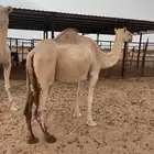للبيع ناقه خفوت