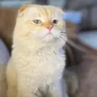 قط ذكر