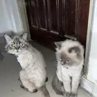 قطة للتبني