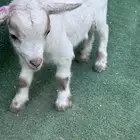 ماعز قزم