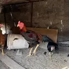 ديك باكستاني