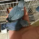 مسني روز بارتوليت