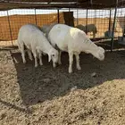 خرفان حبص العدد 8