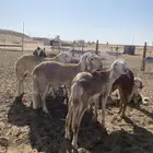 ساكني