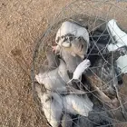 فروخ حمام سلفر وزاجل سوبر بريده
