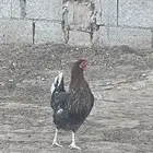 المورورقع القيصومه الحوشه