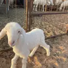 داغور حري تم البيع الله يبارك له