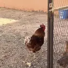 خمس دجاجات لوهمان وديك لوهمان براون