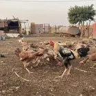 دجاج فارسي مع باكستاني